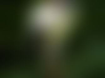 Observer le vautour Roi au Costa Rica dans une réserve privée