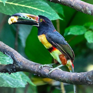 observer les nombreux oiseaux au Costa Rica dans leur milieu naturel