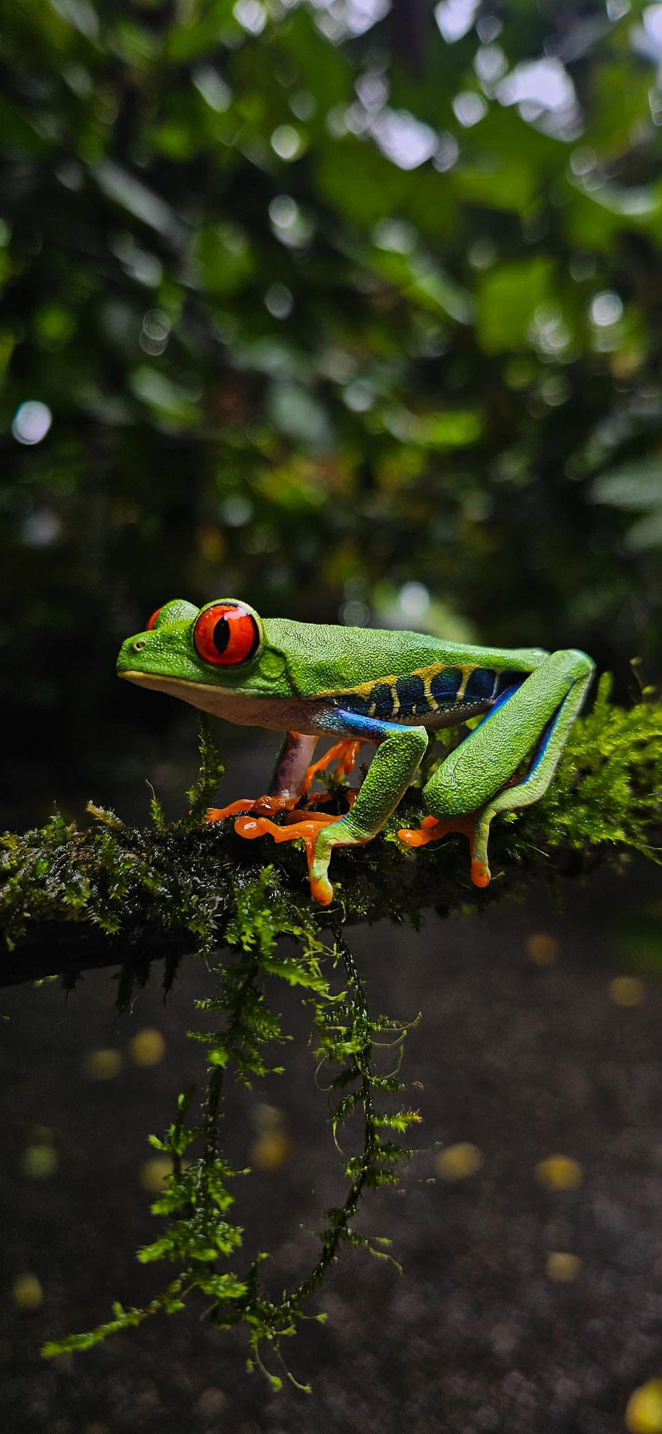 Observer dans les meilleures conditions les grenouilles du Costa Rica