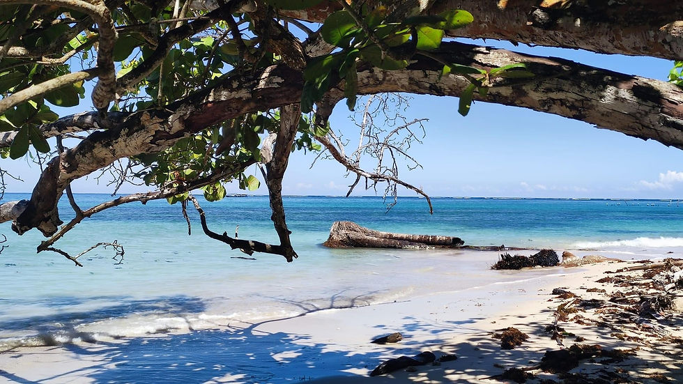 plage caraibes.jpg