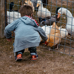 Red Egg Farm
