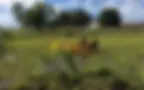 Weedoo-Water-Hyacinth-Removal.jpg