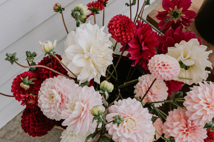 Close-up of vibrant bouquet with white, pink, and raspberry dahlias in bloom