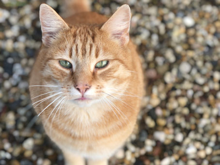 Kat die op het grind zit