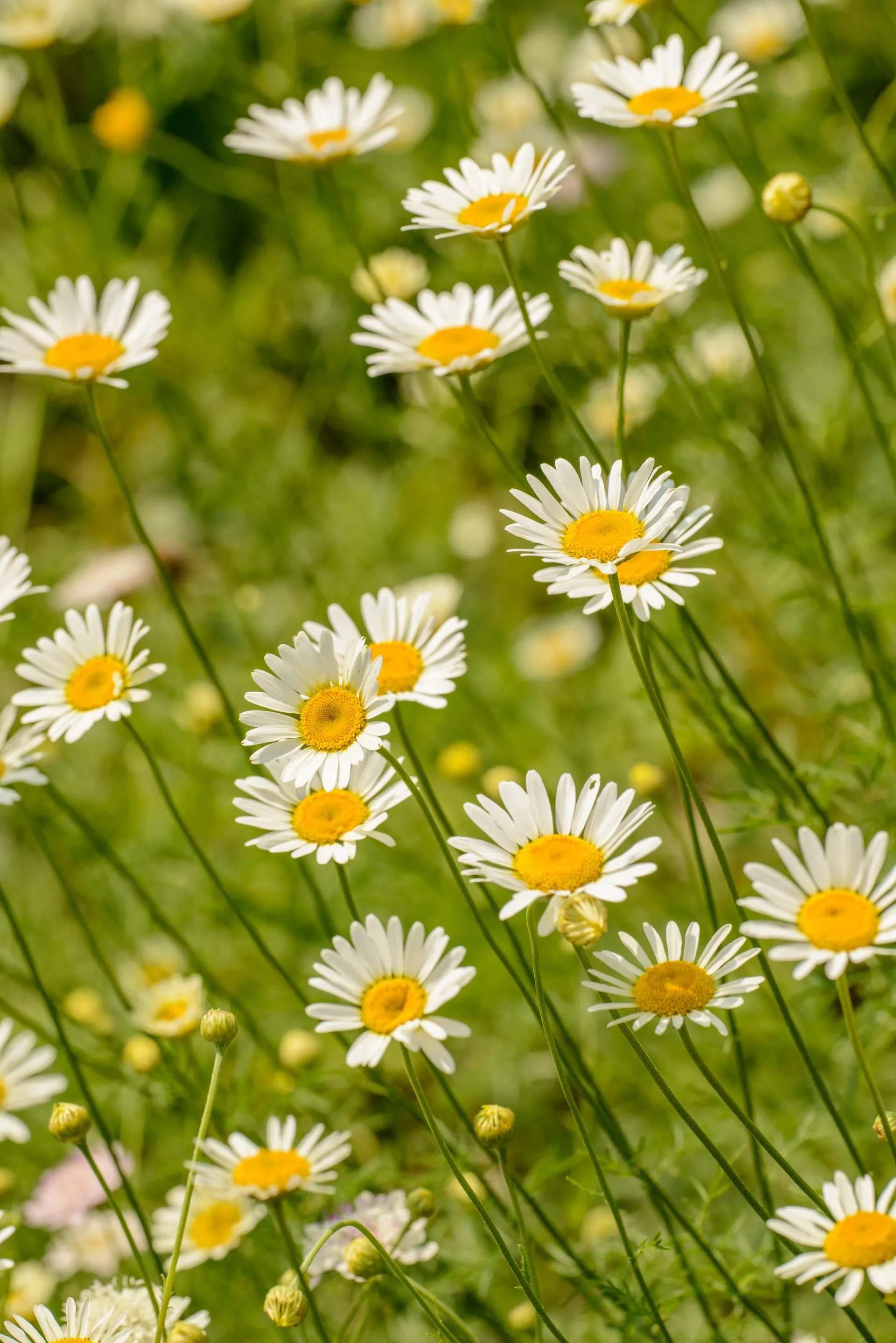 Whats New Spaeth Prop. Service