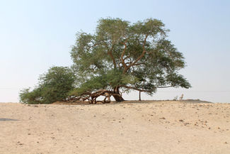 Journey: desert tree