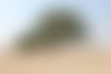 Journey: desert tree