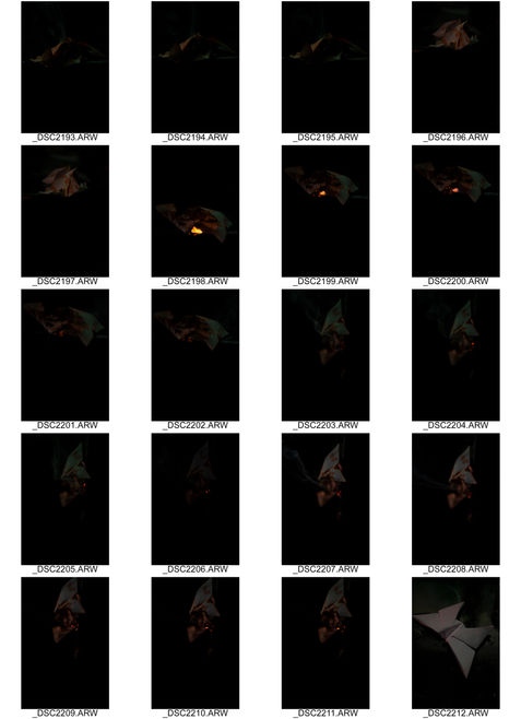 ContactSheet-004.jpg