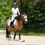 Miniature : Cours dressage & obstacles - équitation classique - perfectionnement