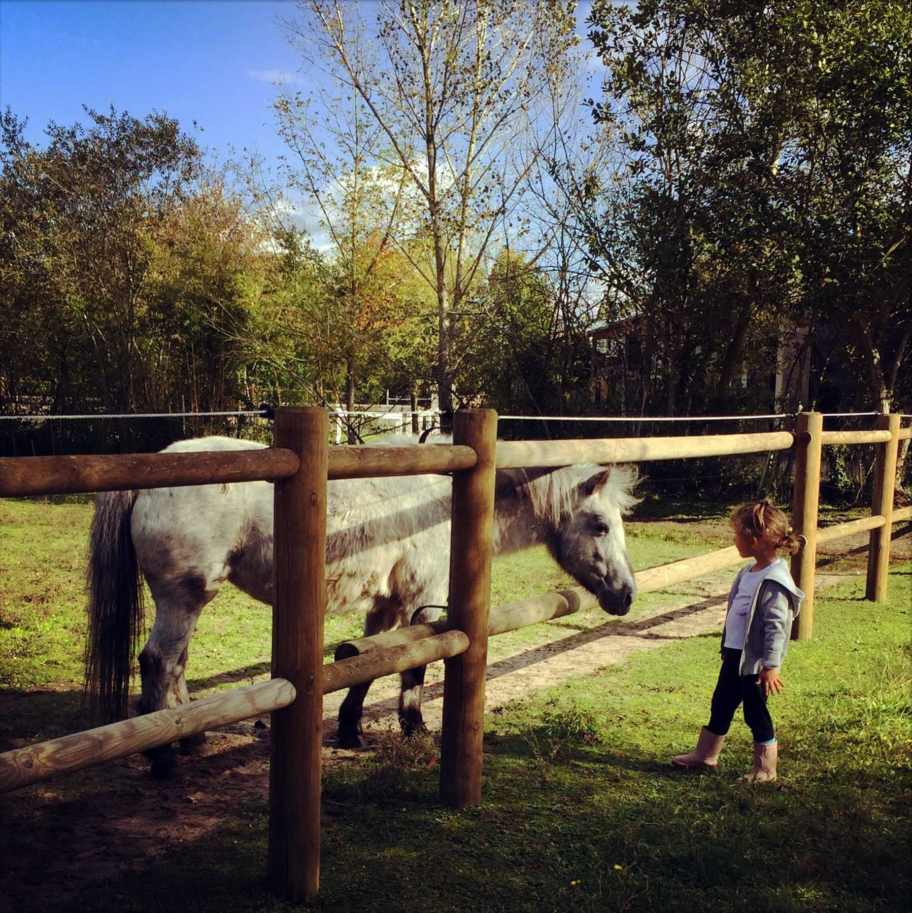 Baby poney