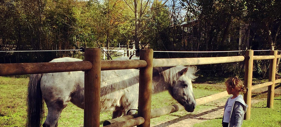 Baby poney