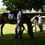 Miniature : Cours dressage & obstacles - équitation classique - perfectionnement