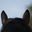 Photo du rédacteur: Horse Dreams