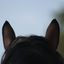 Photo du rédacteur: Horse Dreams