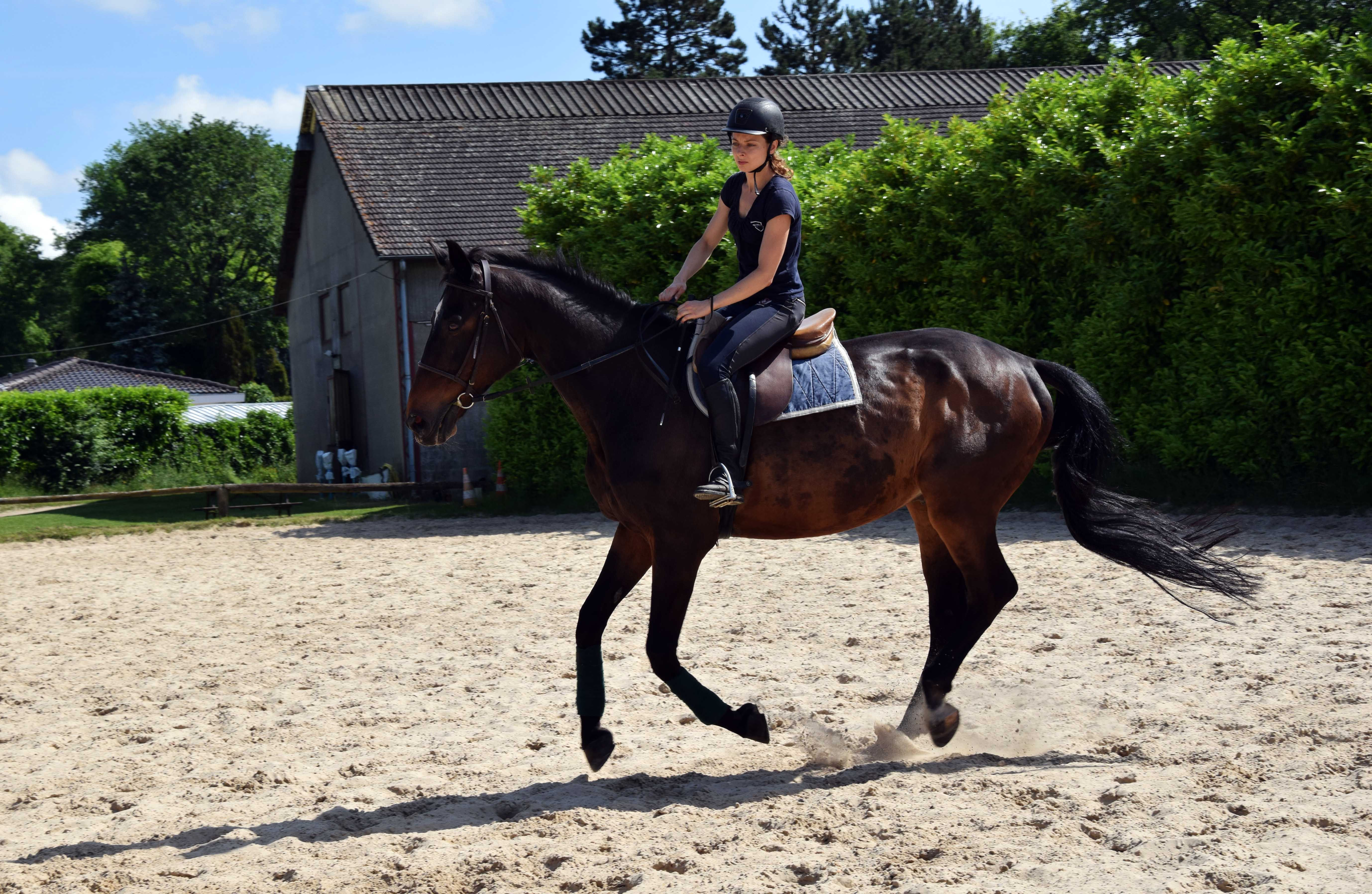 Demi journée cheval - équitation classique