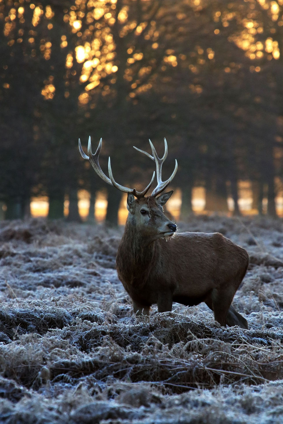 Soirée brame du cerf