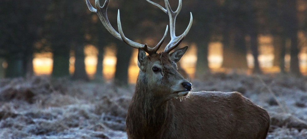 Soirée brame du cerf