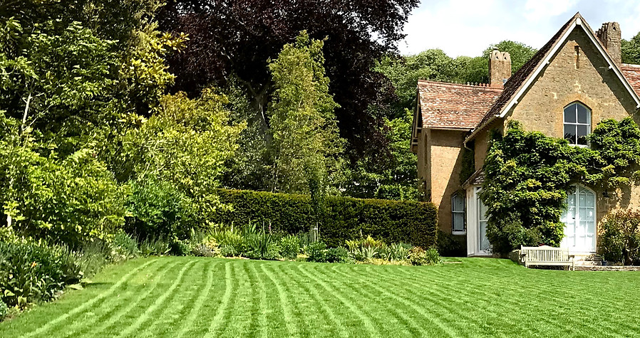 lawn seed