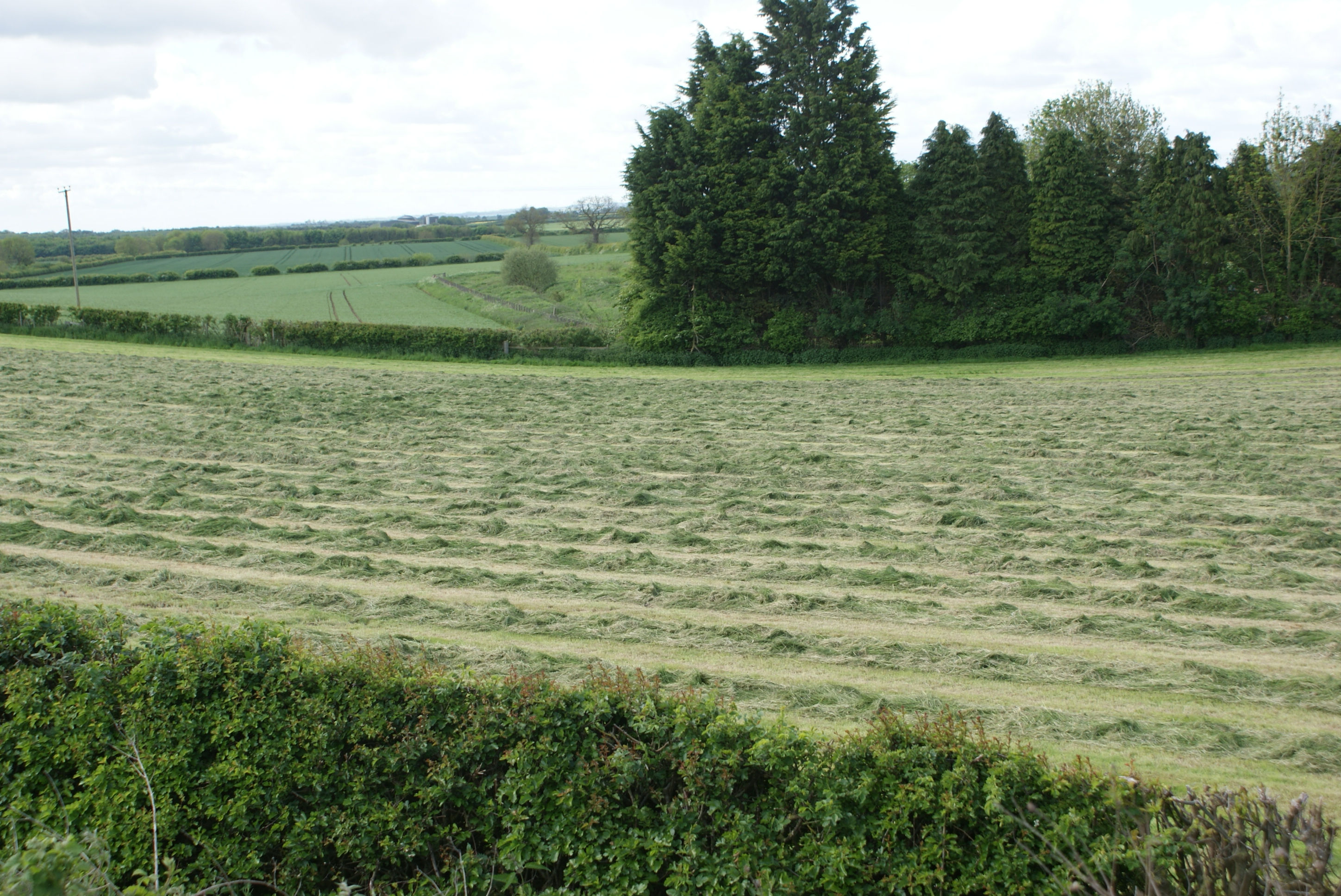 Festulolium Clamp Buster Grass Seed Mix