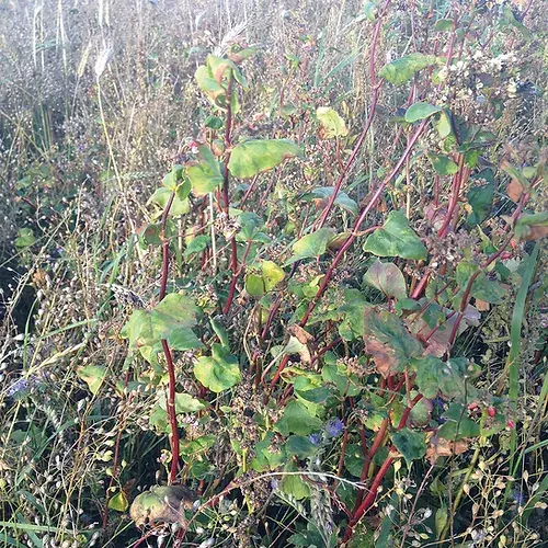 SAM2 Non Brassica Cover Crop Seed