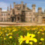 WILDFLOWERS
