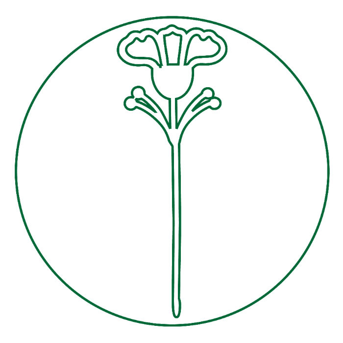 BLANK BLOOMS | THE BUTTERCUP
