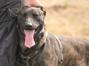 MCPF Sponsors Iron Dog 2026