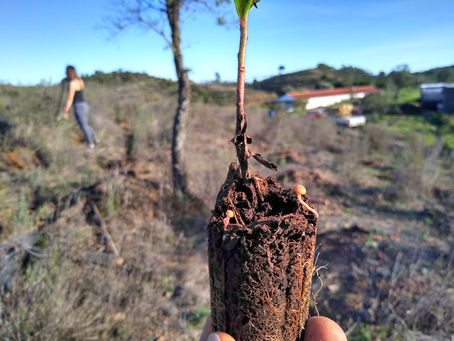 Planting baby trees at Awakeland Portugal