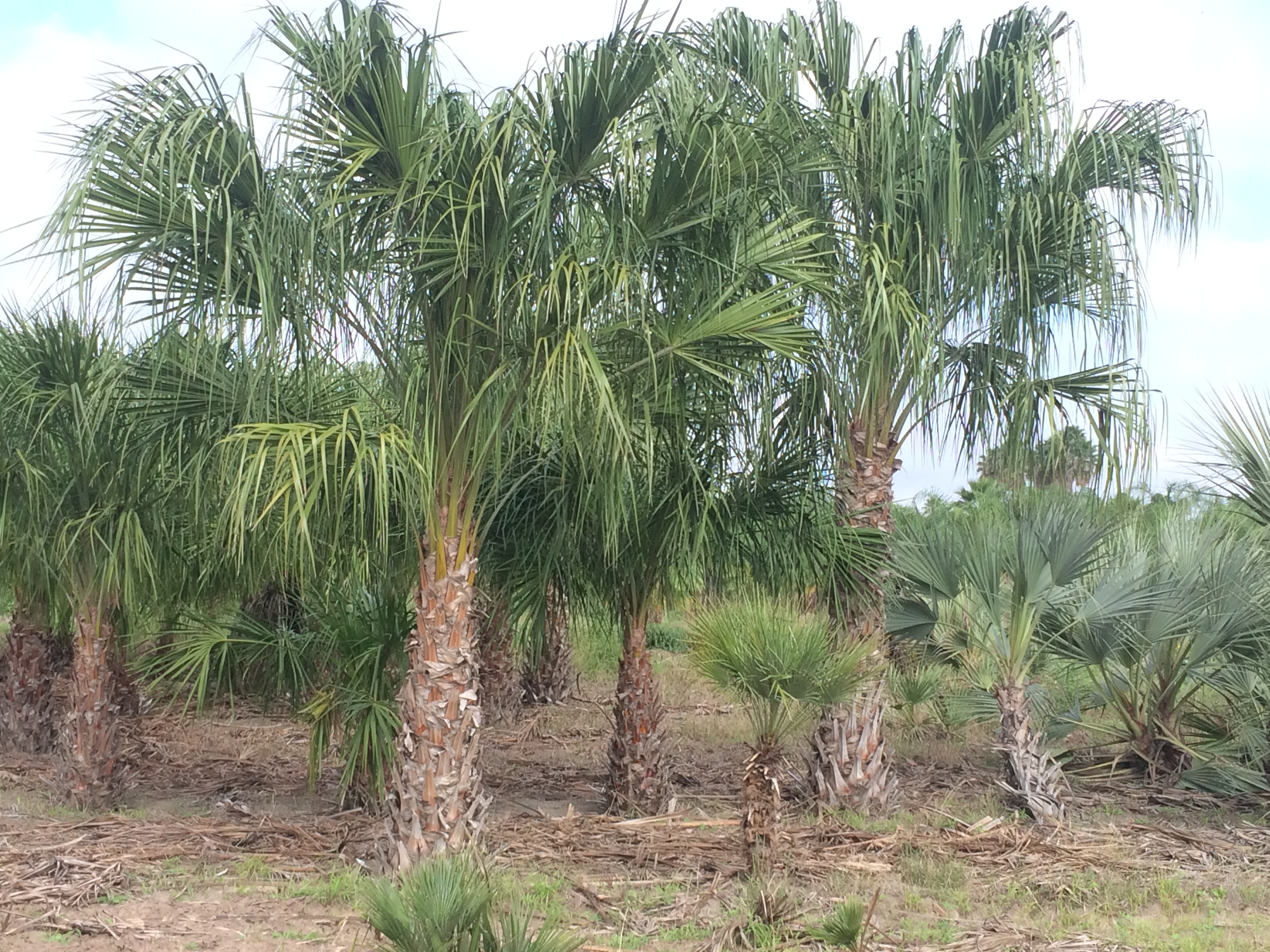 LIVISTONA AUSTRALIS AdamsGardensNursery