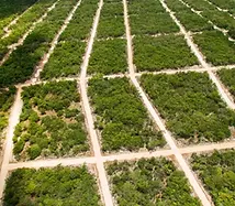 GI Terrenos Yucatán