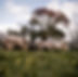 AnnaFarm_JG_Fall23_0172_LR.JPG