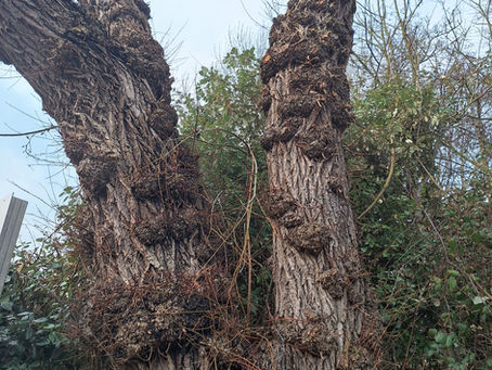 Gevolgen van misbruik