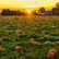 Free Webinar December 3rd - Workers’ Compensation for Maryland Agricultural Employers and Employees