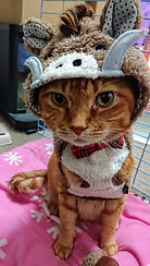 ココ猪2.jpg