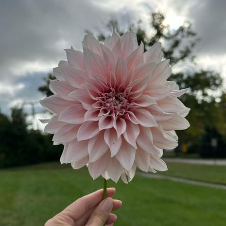 Dahlia from the studio garden 