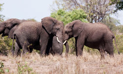 Éléphants jeunes mâles