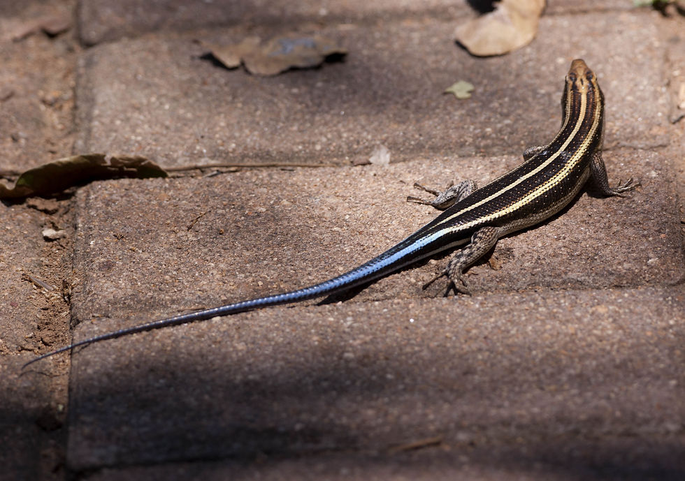Trachylepis striata