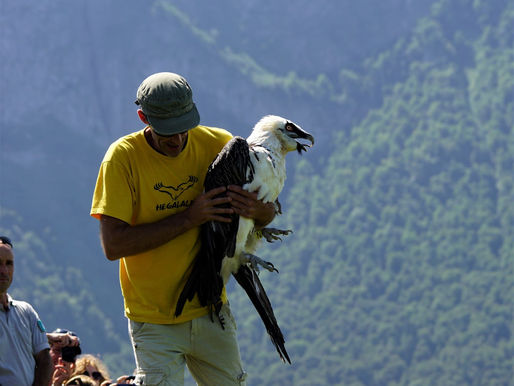 Biès, Gypaète barbu