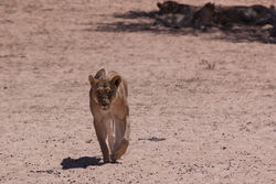 Lionne