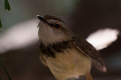 Prinia à plastron