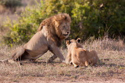 couple lions