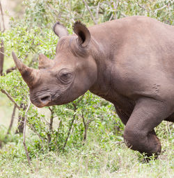 Rhinocéros noir