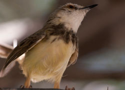 Prinia à plastron