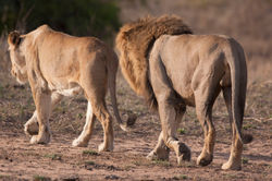 Lions