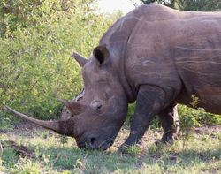 Rhinocéros blanc