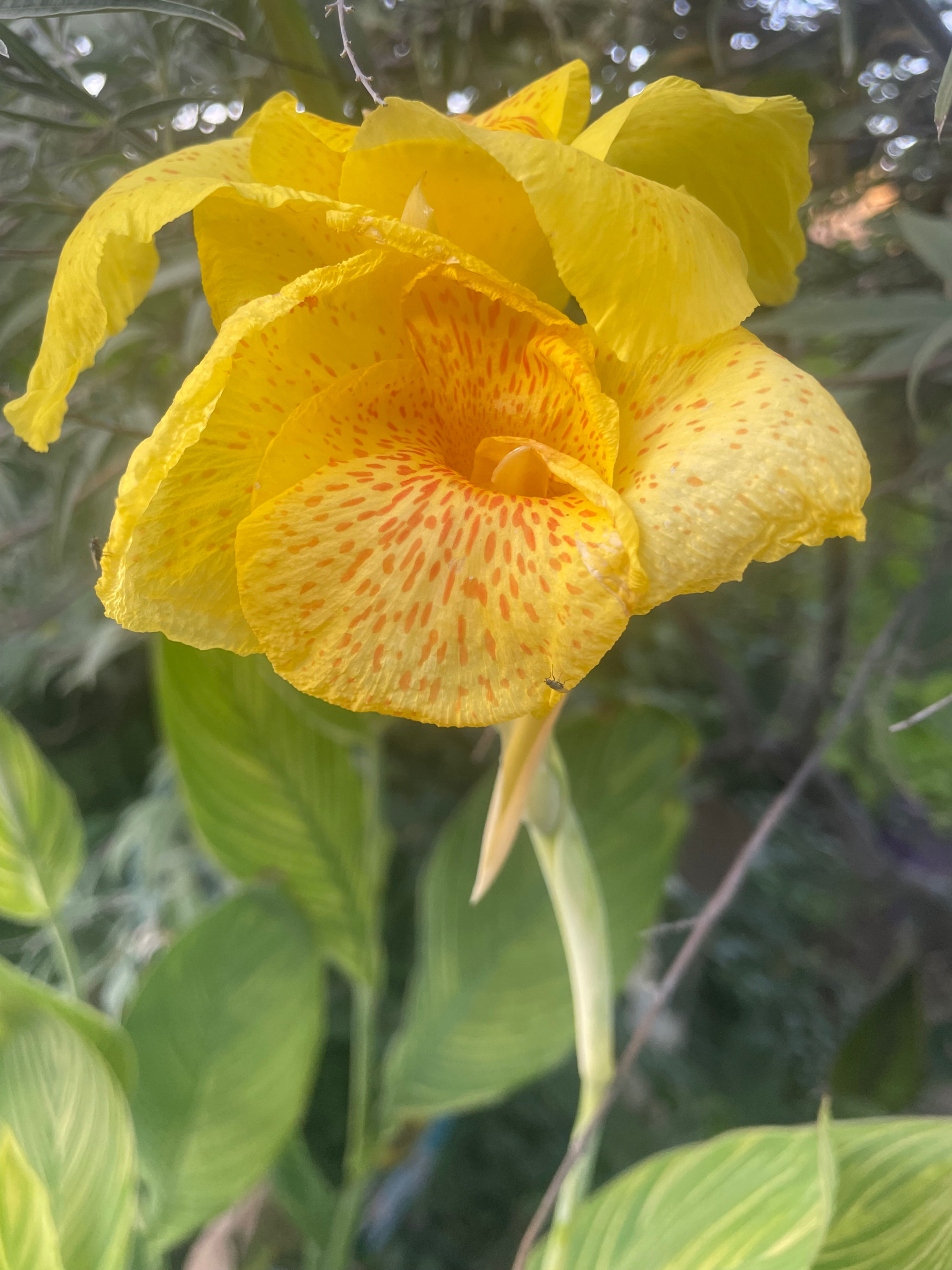 Yellow Tiger Canna Lily