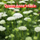 Thumbnail: Queen Anne's Lace Seeds / 100s of Seeds