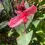 Thumbnail: Cannova Rose Canna Lily