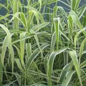 Thumbnail: Variegated Giant Reed