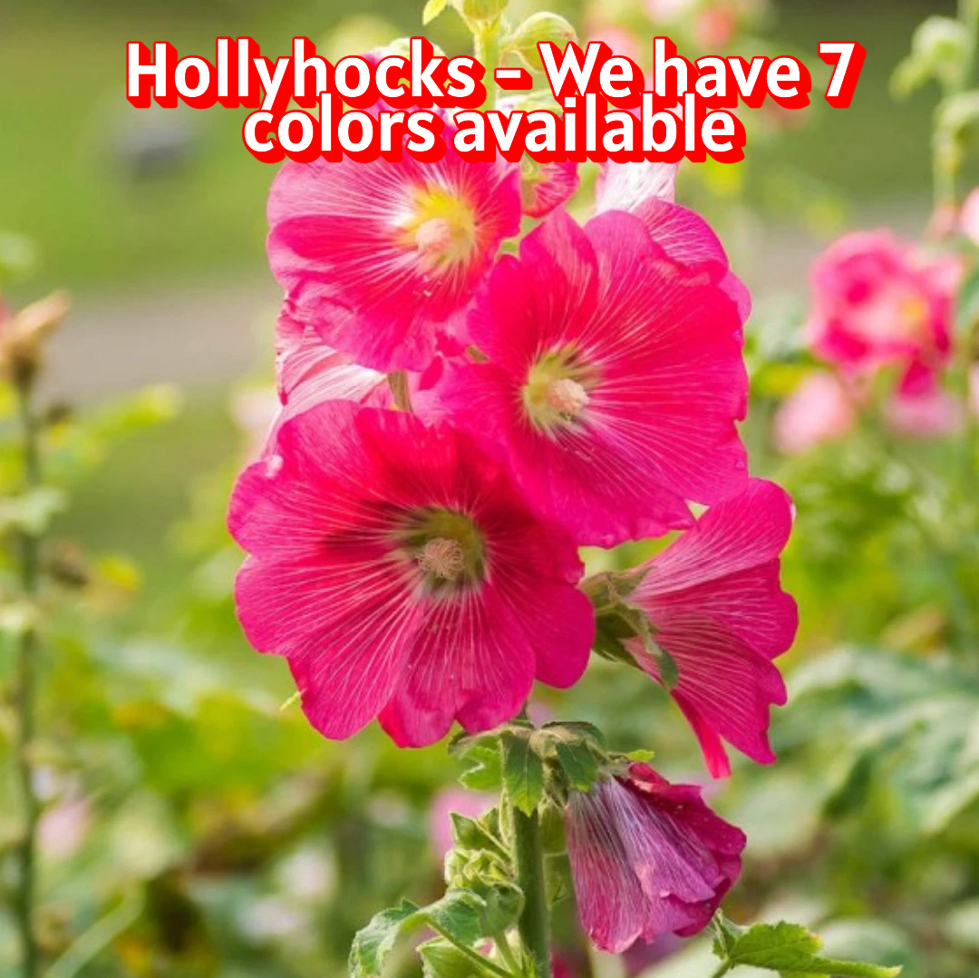 Hollyhock Seeds - Dark Pink / Approximately 100 seeds
